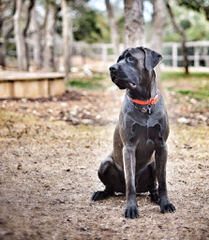 For Sale: Mastador Puppies - Dog Breeders