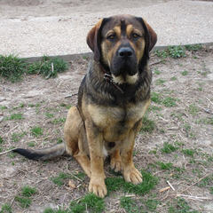 Mastiff Puppies - Dog Breeders