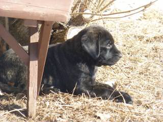 Mastiff Puppies - Dog Breeders