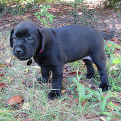 For Sale: Mastador Puppies - Dog Breeders