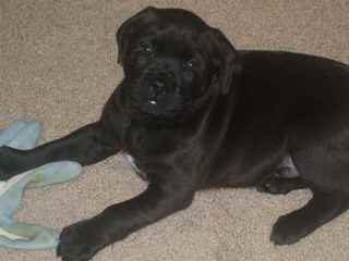 Mastiff Puppies - Dog and Puppy Pictures