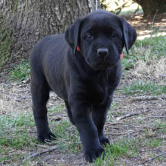 Mastiff Puppies - Dog Breeders