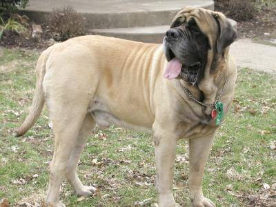 Mastiff Dogs and Puppies