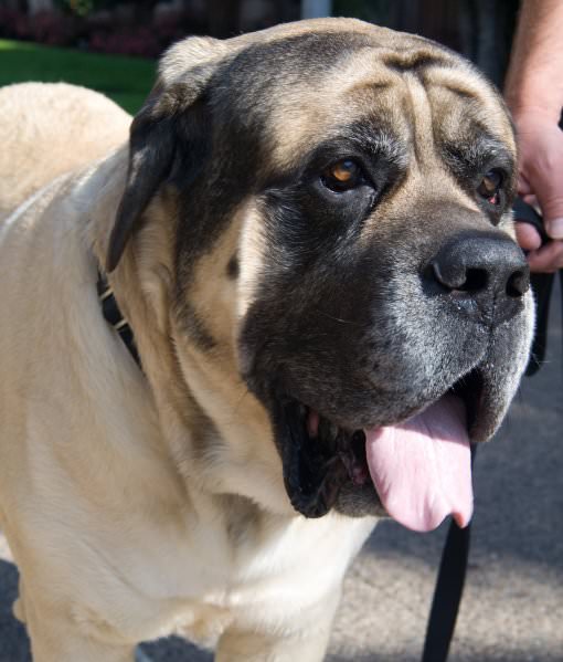 Mastiff - My Dog Breeders - Part 96