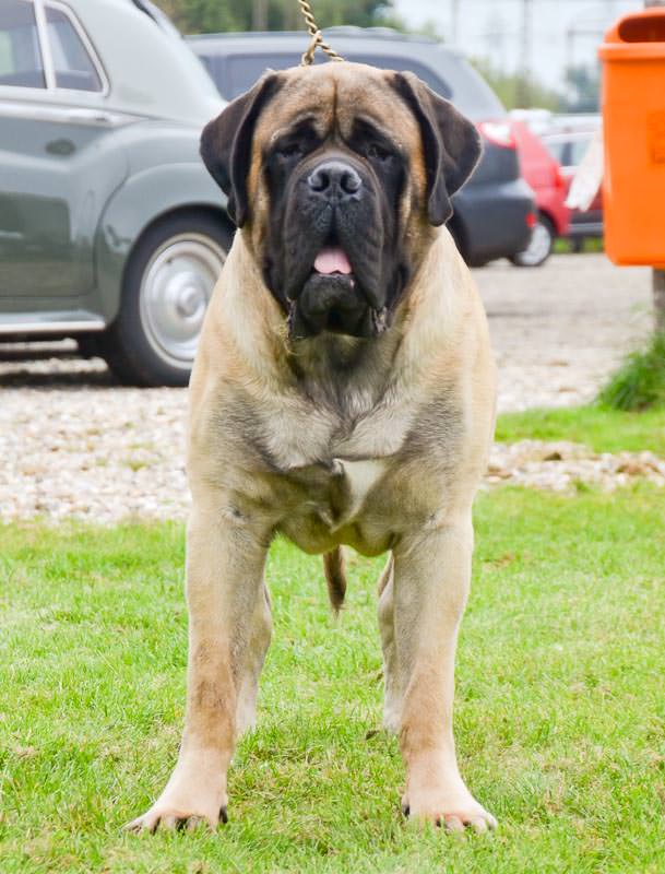 Mastiff - My Dog Breeders - Part 143