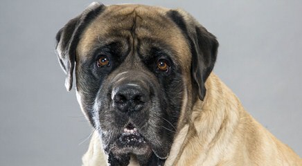 Mastiff Puppies For Sale - Dog Breeders