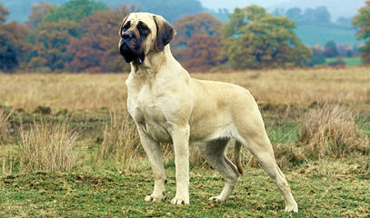 English Mastiffs - Dog Breeders