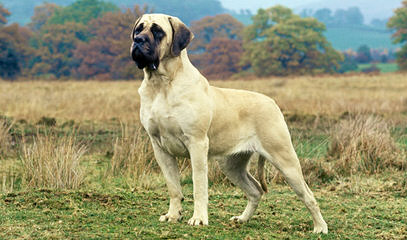 Maeboerboel – Mastiff Wisconsin - Dog and Puppy Pictures