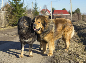 Gentle Giant English Mastiff-Puppies Available Now - Dog Breeders