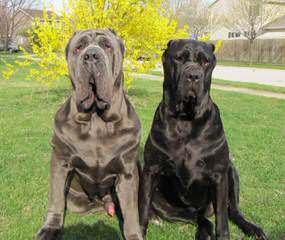 Ferridanes And Mastiffs - Dog and Puppy Pictures