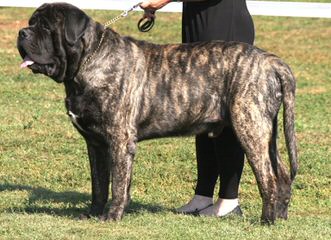 English Mastiffs Pups - Dog and Puppy Pictures