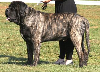 Mistytrails Mastiff’s - Dog Breeders