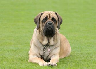 English Mastiff Puppy For Sale - Dog Breeders