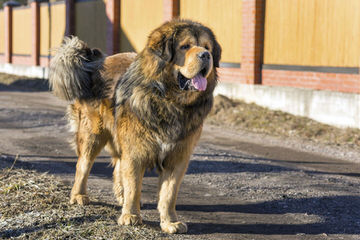 Traugh’s English Mastiffs - Dog Breeders