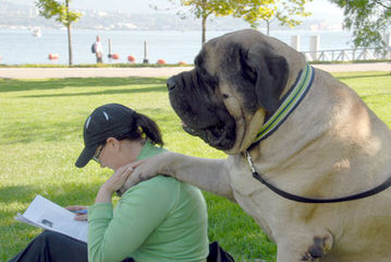 mendeltna mastiffs - Dog and Puppy Pictures