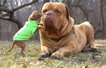 Legend Dogo Argentinos / Argentine Dogo - Dog Breeders