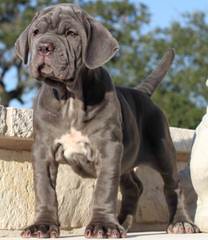 Cane Corso - Dog Breeders