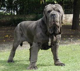 Snow Lion White Tibetan Mastiffs - Dog and Puppy Pictures