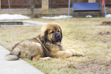 Lil Foot Mastiffs - Dog and Puppy Pictures