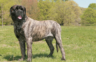 Goliath Mastiffs - Dog and Puppy Pictures