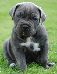 English Bulldogs & Mastiffs - Dog and Puppy Pictures