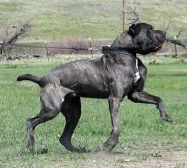 English Mastiff Breeder - Dog and Puppy Pictures