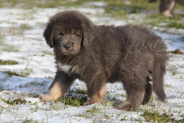 Hopeful Hollow Mastiffs - Dog Breeders