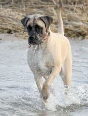 6 Month Old Mastiff Female Looking For A Good Home. - Dog Breeders