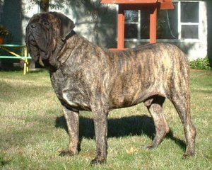 Legend Dogo Argentinos / Argentine Dogo - Dog and Puppy Pictures