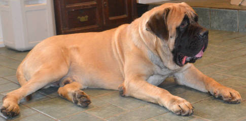 King’s Mastiffs and Bloodhounds - Dog Breeders