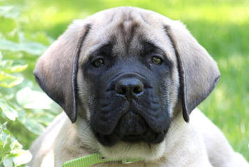 Lil Foot Mastiffs - Dog Breeders