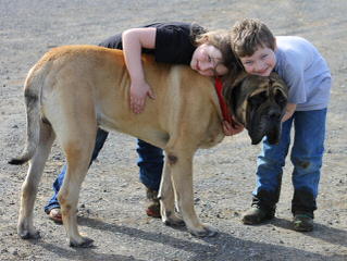 Male Mastiff Puppy - Dog and Puppy Pictures