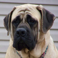 Traugh’s English Mastiffs - Dog Breeders