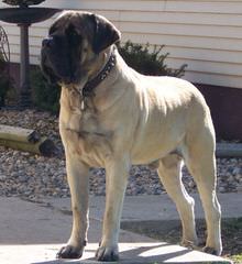 Snow Lion White Tibetan Mastiffs - Dog and Puppy Pictures