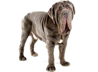 Evergreen Bullmastiffs - Dog Breeders