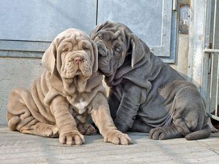 English Mastiffs - Dog and Puppy Pictures