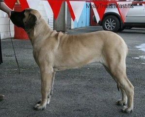 English Mastiff Puppies - Dog and Puppy Pictures