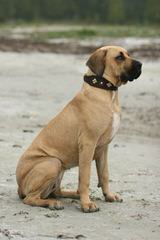Male Mastiff Puppy - Dog Breeders