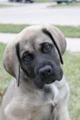 English Mastiffs Pups - Dog Breeders