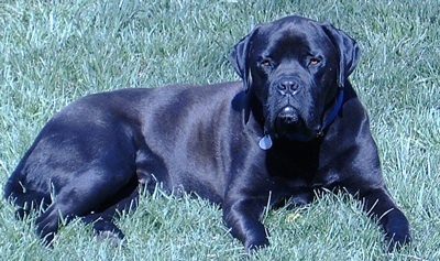 Cane Corso - Dog and Puppy Pictures