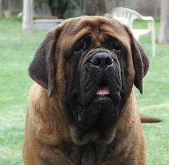 English Mastiff Breeder - Dog Breeders