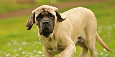 English Mastiffs Pups - Dog and Puppy Pictures