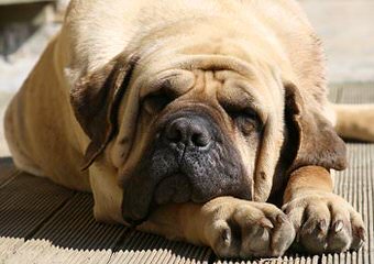 Wisconsin Mastiffs - Dog and Puppy Pictures