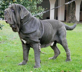 Male Mastiff Puppy - Dog and Puppy Pictures