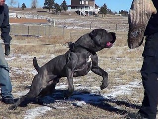 Akc English Mastiffs - Dog and Puppy Pictures