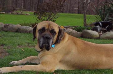 Goliath Mastiffs - Dog Breeders