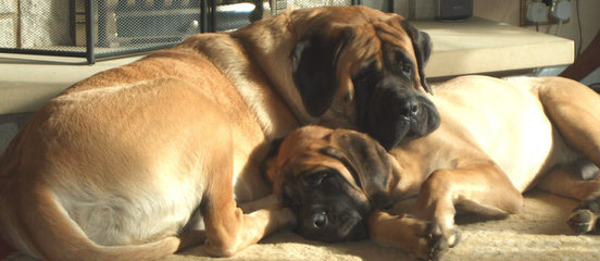 Select Boerboels -South African Mastiffs - Dog and Puppy Pictures