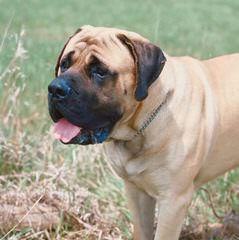 Thornton Mastiffs - Dog and Puppy Pictures