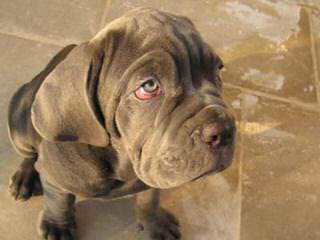 Mastiff Pups Big & Lovable - Dog and Puppy Pictures