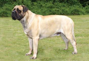 Champion Sired - Dog Breeders